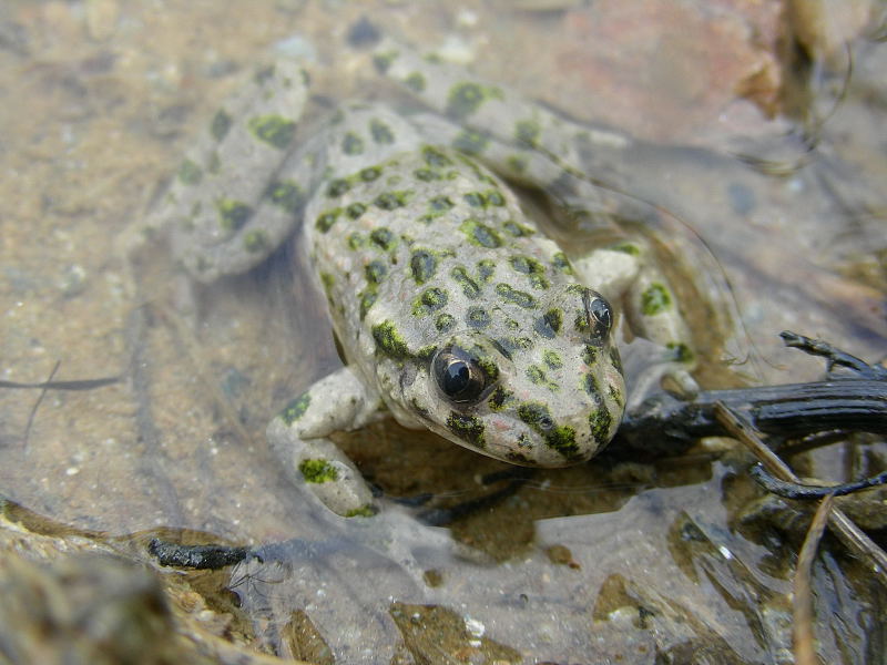 Pelodytes punctatus e Hyla meridionalis